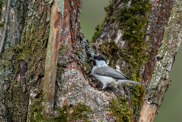 Willow Tit - Parus montanus, small shy perching bird from European forests and woodlands, Zlin, Czech Republic.