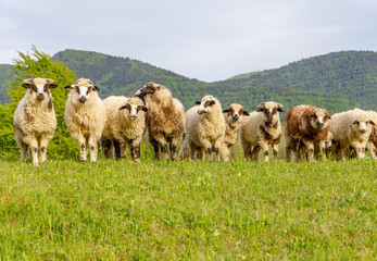 Beautiful spring lambs grazing on field