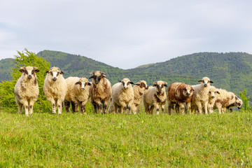 Fototapeta premium Beautiful spring lambs grazing on field