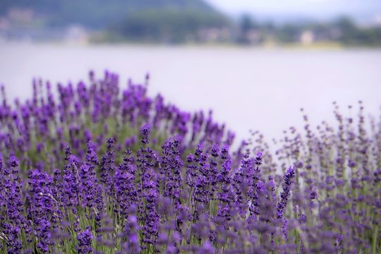 湖岸のラベンダー／Lavender in  Lake Kawaguchi , Japan