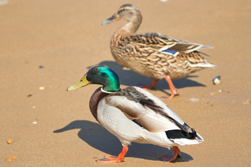 Two ducks walking on the beach side-by-side