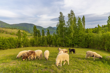 Obraz premium Beautiful spring lambs grazing on field