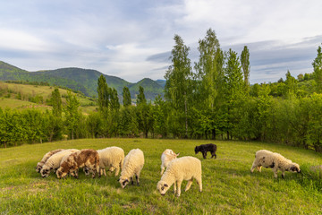 Beautiful spring lambs grazing on field