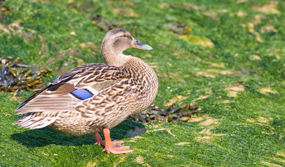 duck on the grass