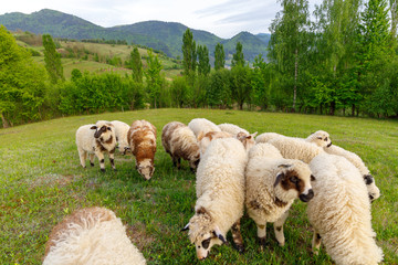 Beautiful spring lambs grazing on field