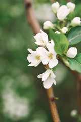 apple tree flowers