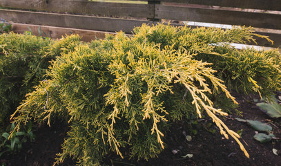 Juniper Chinese, a small shrub with a greenish-yellow color, close-up in the garden in spring
