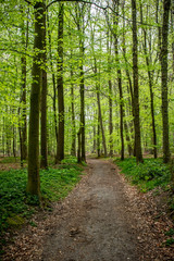 Footpath in the the Sonian Forest in spring with fresh, young foliage in Flanders, Belgium