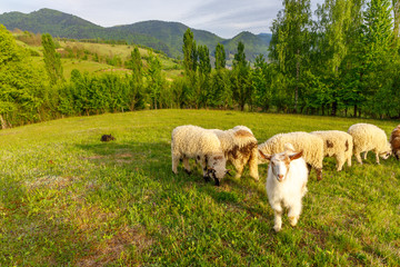 Fototapeta premium Beautiful spring lambs grazing on field