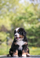 Bernese mountain dog puppy in green background.	
