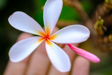 Frangipani flowers, beautiful garden flowers