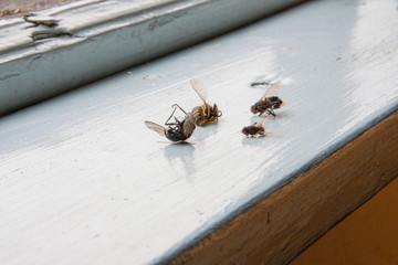 a lot of dead flies on the windowsill of the old house, autumn, hibernation from the cold