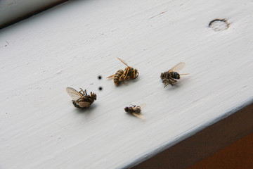 a lot of dead flies on the windowsill of the old house, autumn, hibernation from the cold