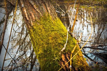 old tree with bark covered with green moss in the forest by the river