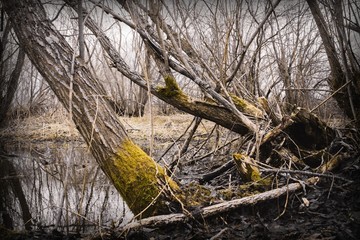 Mystical forest landscape with trunks of dead trees and fog