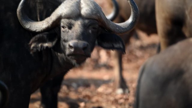 Cape buffalo, also known as African buffalo herd in the wilderness