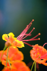 Fototapeta na wymiar bokeh flower, yellow flower with pollen , website content, background