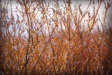 Spring landscape with willow branches