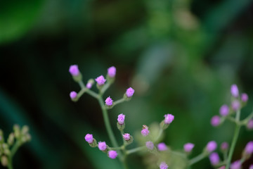 purple tiny flowers, unique , popup background, website content