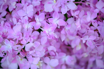 Flower background, Purple flower, flower for photo frame, stock flower photo, free flower photos, stock flower photos, bouquet flower
