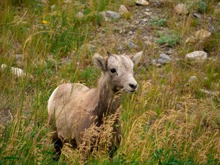 Wild young goat, wildlife in the Banff National Park.