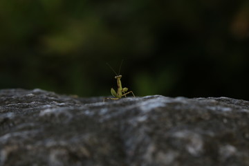 Mantis baby walking alone