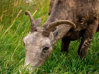 Fototapeta premium Wild young goat, wildlife in the Banff National Park.