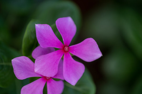 Purple flower, flower for photo frame, stock flower photo, free flower photos, stock flower photos