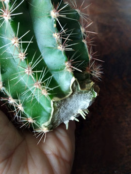 Cactus cutting with a knife and taking roots in the air before planting into the pot. Cacti propagation photo, callous formation on the cactus chunk