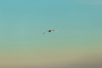 Naklejka premium From bellow view of Seagull in blue sky clouds