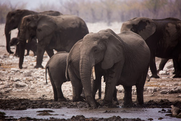 Large herd of elephants drinking water and taking mud baths in waterhole with gently touching each other with huge trunks. Africa. Namibia. Etosha national park.