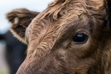 steers and bullocks Beef cows and calfs grazing on grass in south west victoria, Australia. eating...