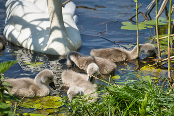 close-up view of beautiful young swan floating on calm water