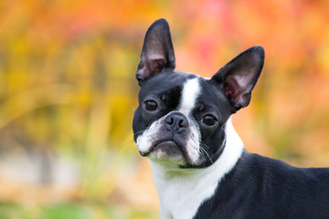 Boston terrier dog female outside. Dog in beautiful red and yellow park outside. - obrazy, fototapety, plakaty