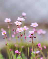 Delicate white pink flowers of Saxifrage moss in spring garden