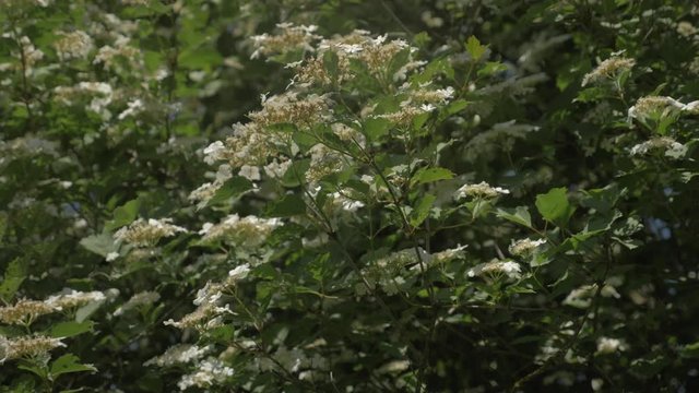 arbuste &agrave; floraison printani&egrave;re en fleur 