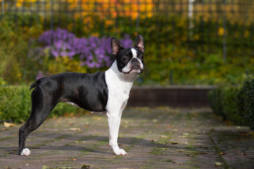 Boston terrier dog female outside. Dog in beautiful red and yellow park outside.