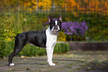 Boston terrier dog female outside. Dog in beautiful red and yellow park outside.	
