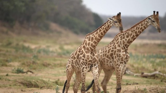 Two young male giraffe playing in the wilderness of Africa