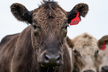 steers and bullocks Beef cows and calfs grazing on grass in south west victoria, Australia. eating...