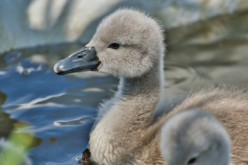 close-up view of beautiful young swan floating on calm water