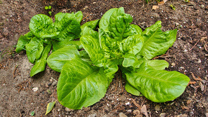 Frischer Salat aus dem eigenen Garten