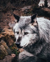 Grey and white wolf in close-up with brown and dark background.