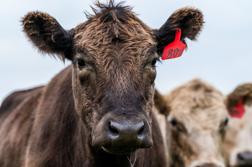 steers and bullocks Beef cows and calfs grazing on grass in south west victoria, Australia. eating...