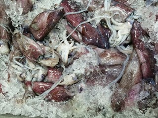 Close up of  fresh squid laid on ice in market 