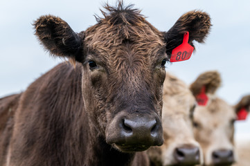steers and bullocks Beef cows and calfs grazing on grass in south west victoria, Australia. eating...