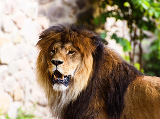 Beautiful Mighty Lion. Animal world. Big cat.
