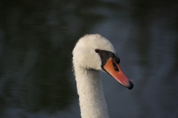 Mute swan face