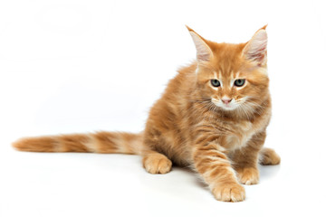 Maine Coon kitten on a white background in the Studio