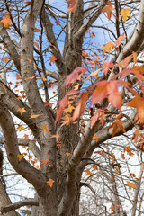 Autumn Leaves in Canberra, Australia